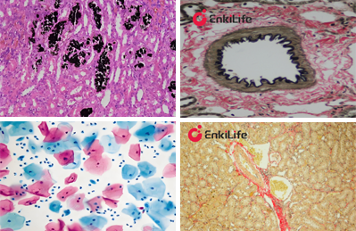 Cell Staining Kits